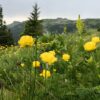 Планински божури (Trollius europaeus) в Стара планина