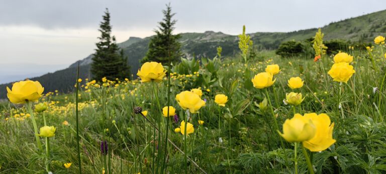 Планински божури (Trollius europaeus) в Стара планина