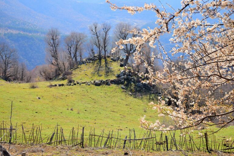 Смолни връх в Малешевска планина