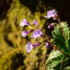 Родопски силивряк (Haberlea rhodopensis) край Устински водопад