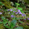 Родопски силивряк (Haberlea rhodopensis) под връх Червената стена