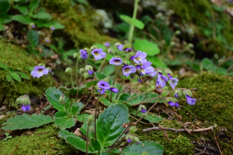 Родопски силивряк (Haberlea rhodopensis) под връх Червената стена