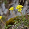 Фердинандова каменоломка (Saxifraga ferdinandi-coburgi) в Родопите