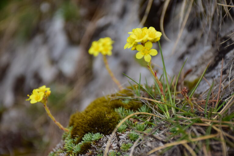 Фердинандова каменоломка (Saxifraga ferdinandi-coburgi) в Родопите