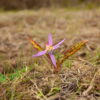 Самодивско цвете или Кучешки зъб (Erythronium dens-canis) в Родопите