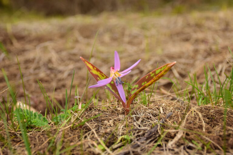 Самодивско цвете или Кучешки зъб (Erythronium dens-canis) в Родопите
