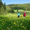 Планински божури (Trollius europaeus) в Рила