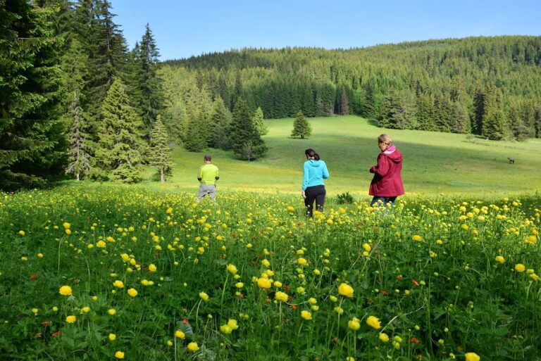 Планински божури (Trollius europaeus) в Рила