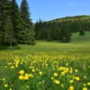 Планински божури (Trollius europaeus) в Рила