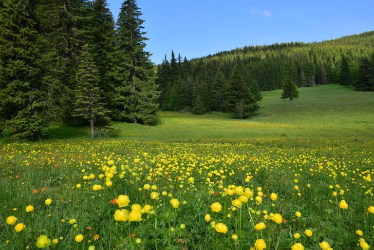 Планински божури (Trollius europaeus) в Рила