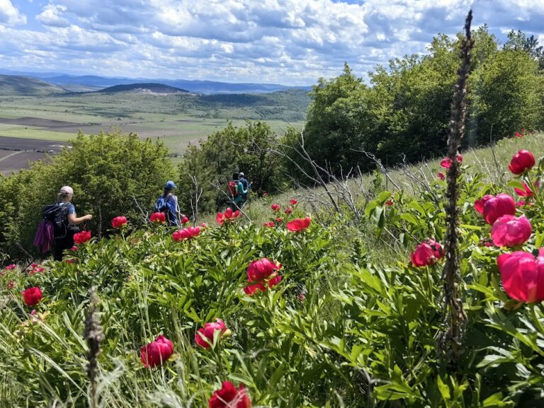 Теснолисти божури в Чепън планина