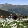 Сред поле от нарцисоцветна съсънка (Anemone narcissiflora) в Стара планина