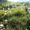 Цвете пушица (Eriophorum) в Пирин
