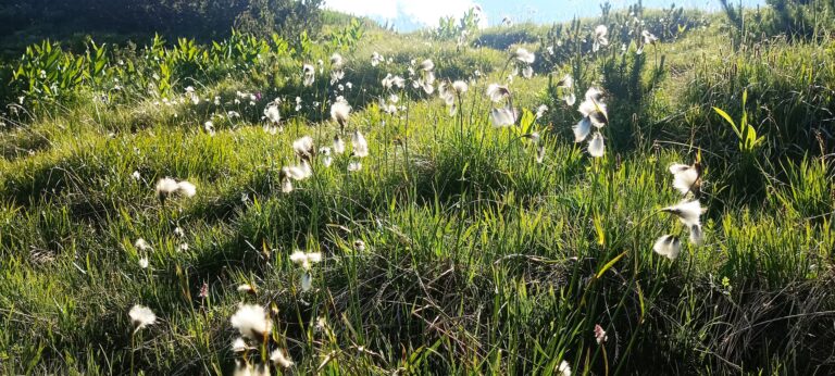 Цвете пушица (Eriophorum) в Пирин